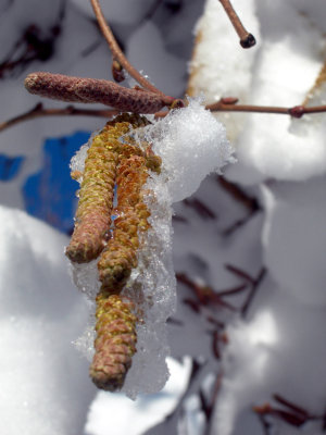 catkins in the snow