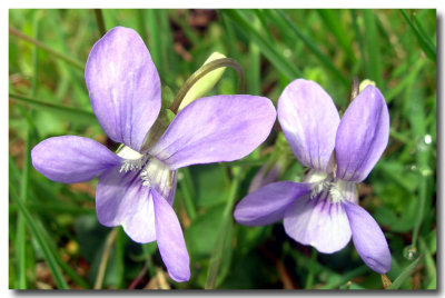 violets