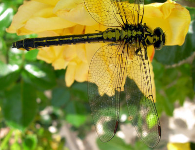 dragonfly detail