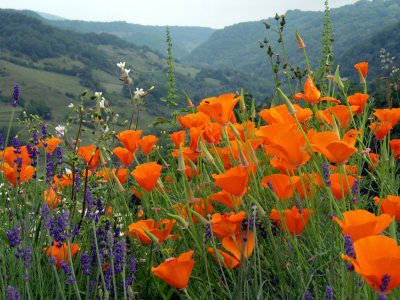 Californian poppies ~ Rodelle en Aveyron