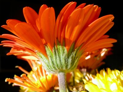 gerbera