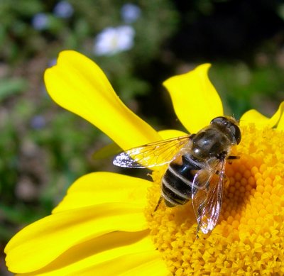 hover fly