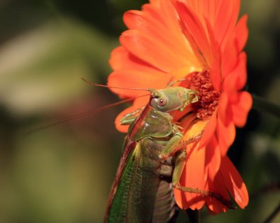 giant cricket