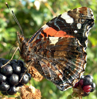 Red Admiral