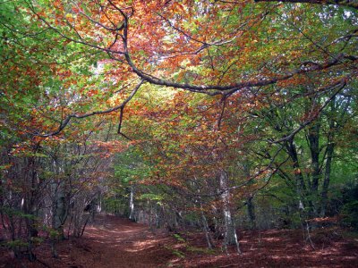 Beech woods