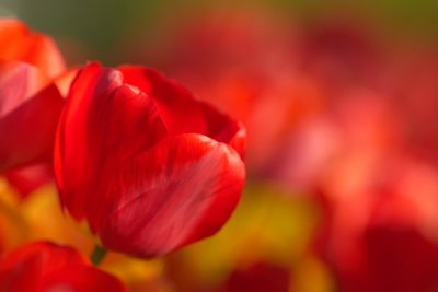 Tulips in France