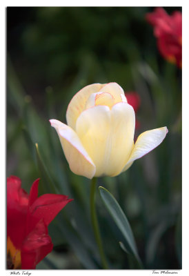 White-Tulip.jpg