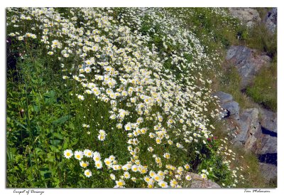 Carpet-of-Daisys.jpg