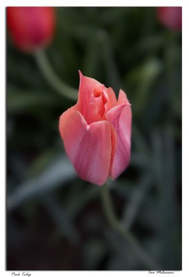 PinkTulip.jpg