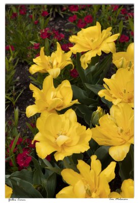 Yellow-Crown.jpg