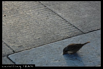 Sparrow Having Breakfast