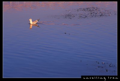 Leisuring Bird