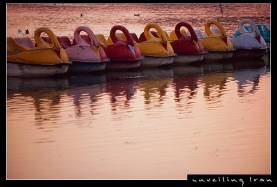 Swan Boats