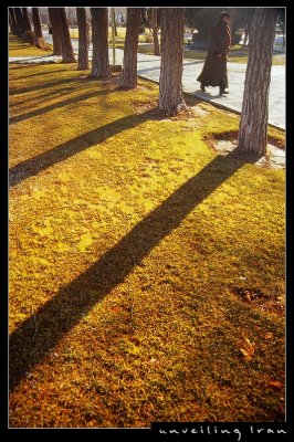 Tree Shadows