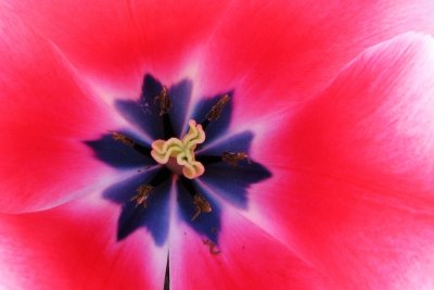 Stamen and Pollen