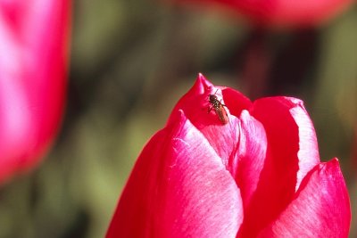 Fly on a Tulip