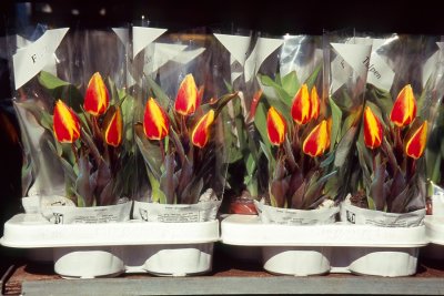 Potted Tulips for Sale 2
