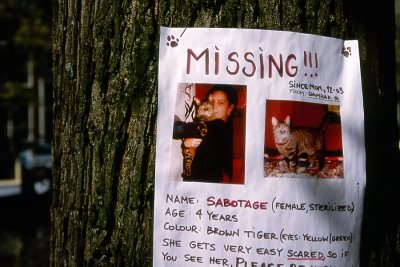 A Missing Cat