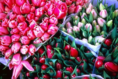 Tulips in Bunches