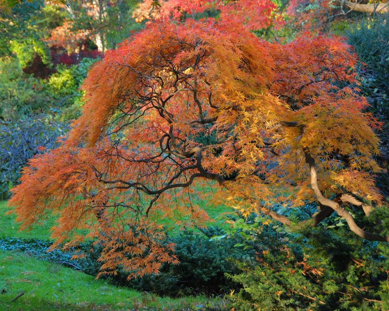 Bailey Arboretum