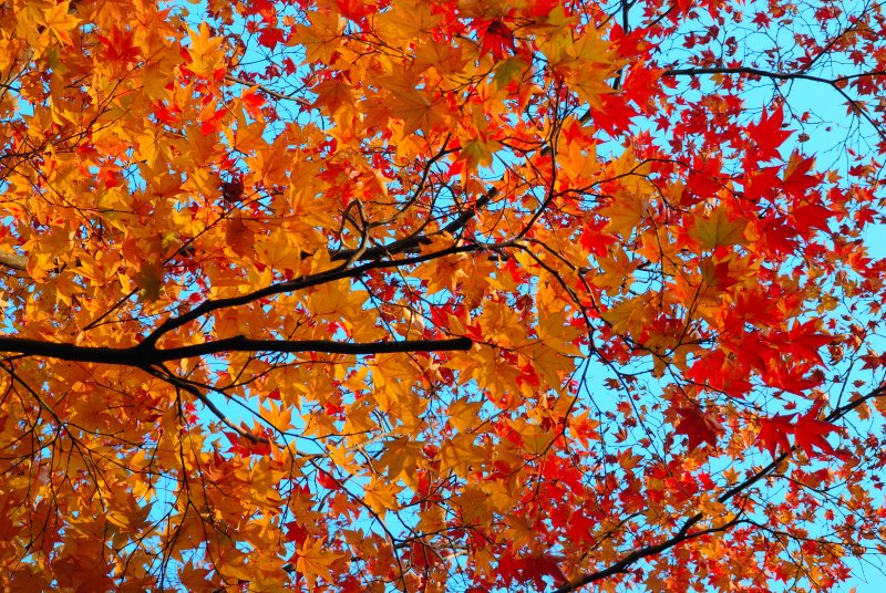Bailey Arboretum