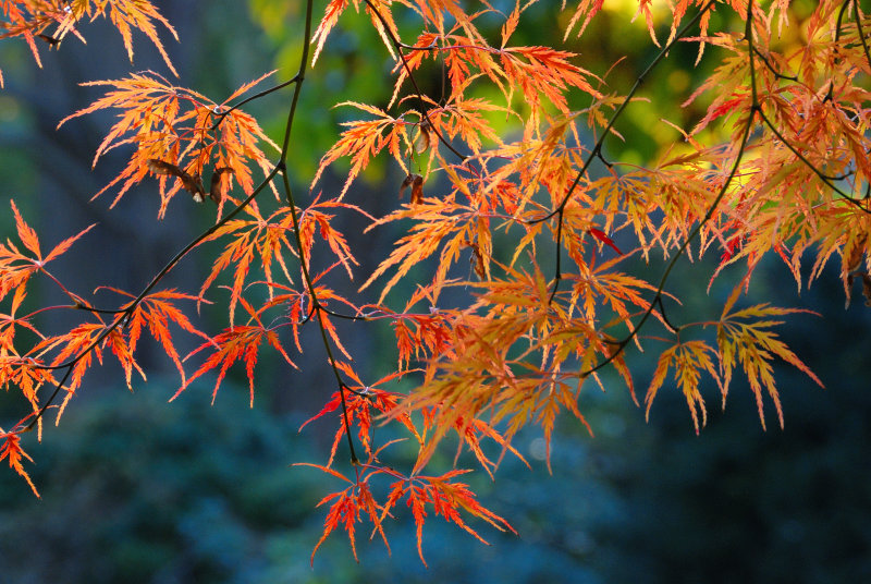 Bailey Arboretum