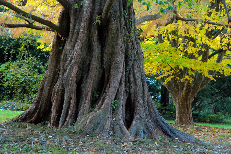 Bailey Arboretum