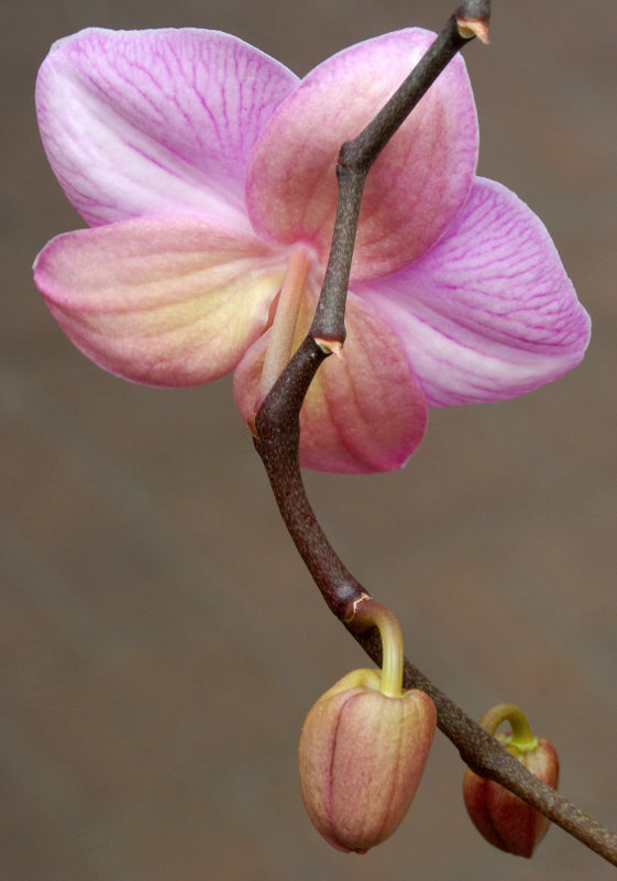 Orchid - Hicks Nursery