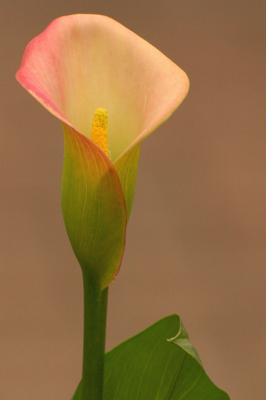 Hicks Nursery