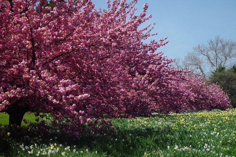New York Botanical Garden