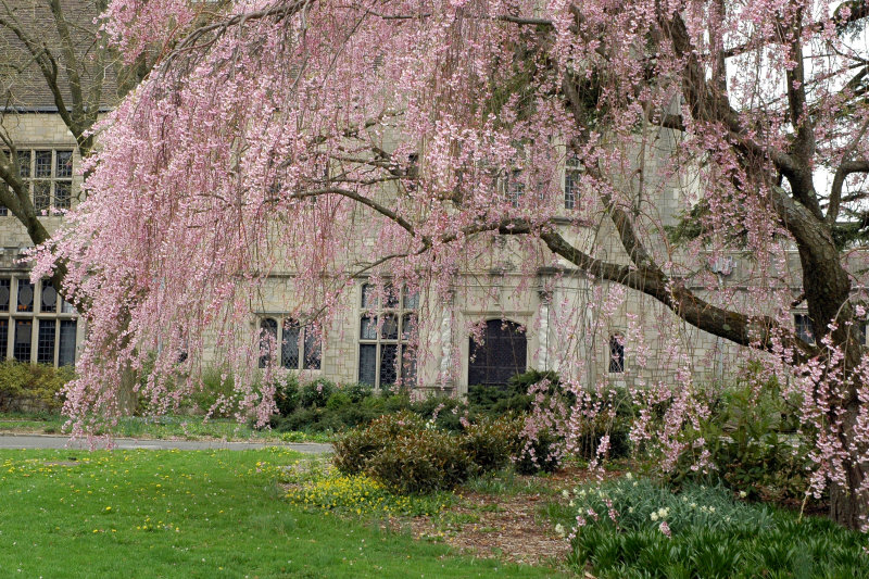 Planting Fields Arboretum