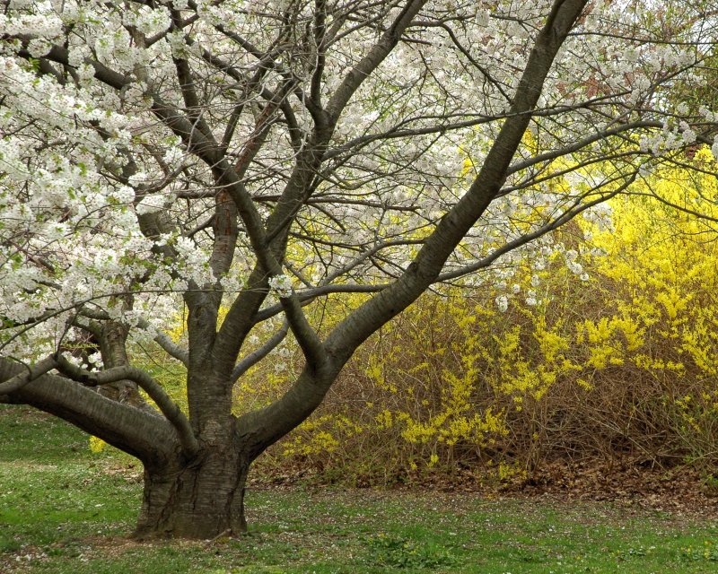 Planting Fields Arboretum