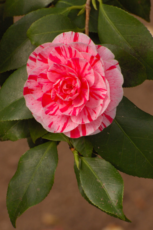 Planting Fields Arboretum