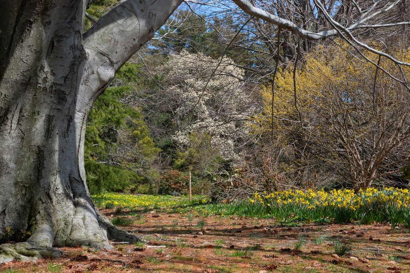 Planting Fields Arboretum