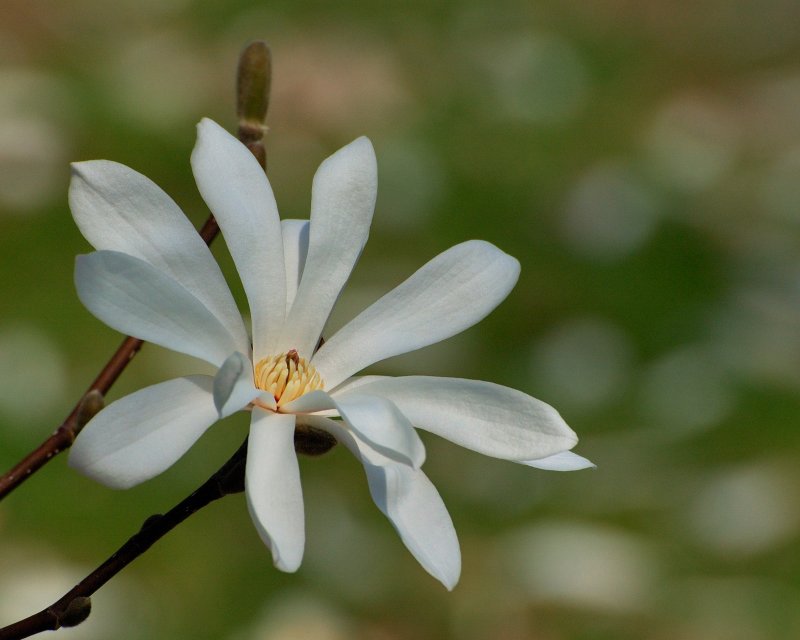 Planting Fields Arboretum