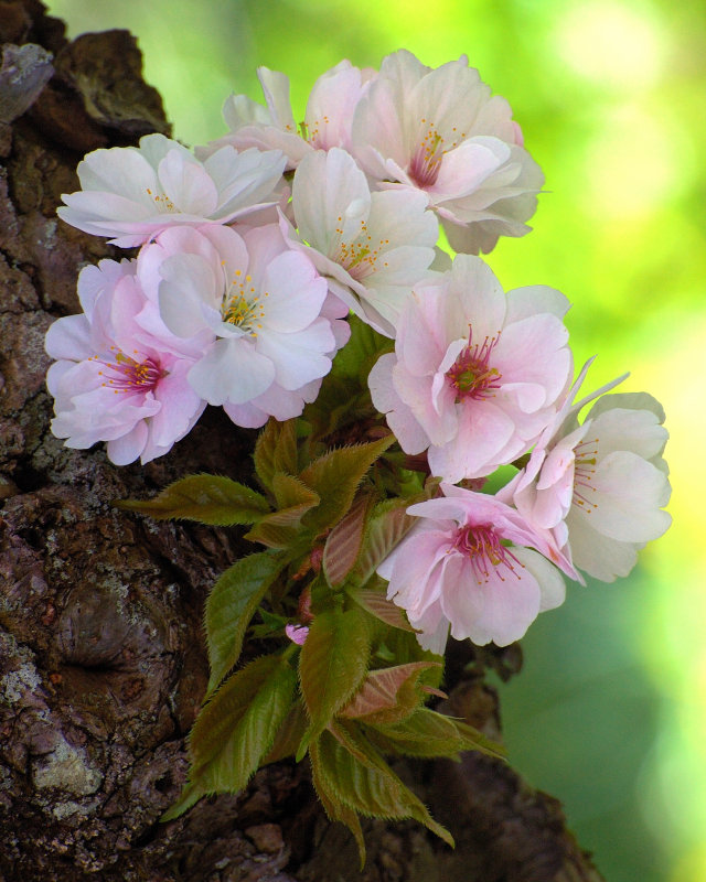 Planting Fields Arboretum