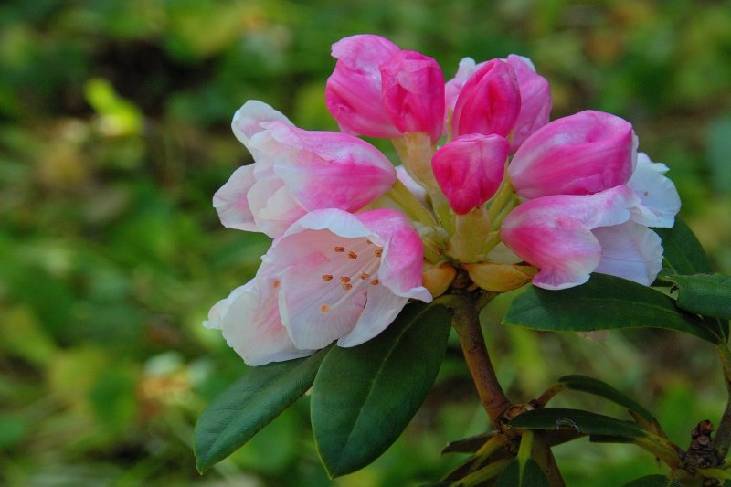 Planting Fields Arboretum