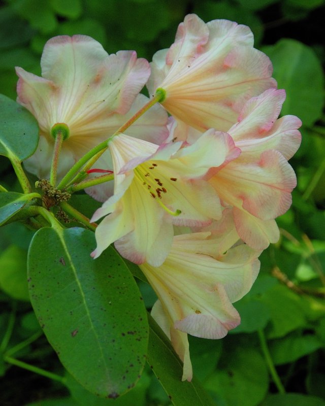 Planting Fields Arboretum