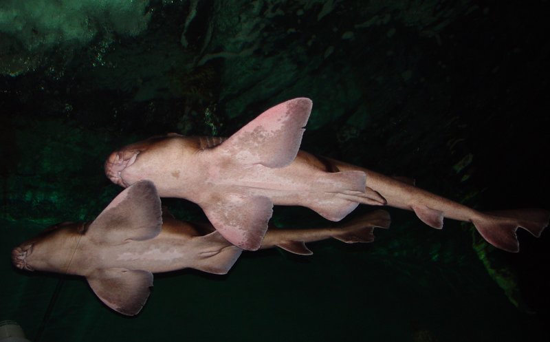 Sydney Aquarium