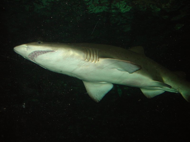 Sydney Aquarium