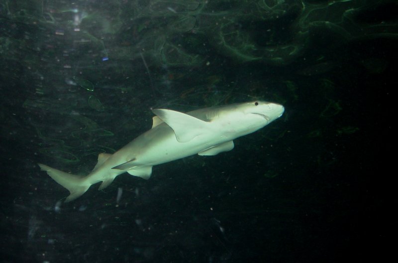 Sydney Aquarium