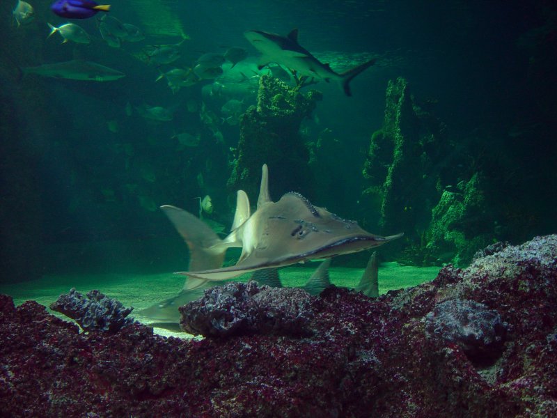 Sydney Aquarium