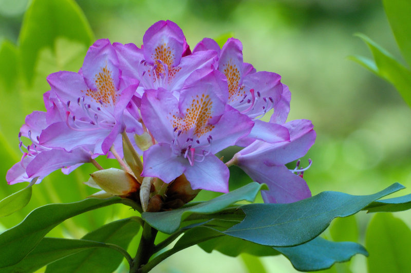Planting Fields Arboretum