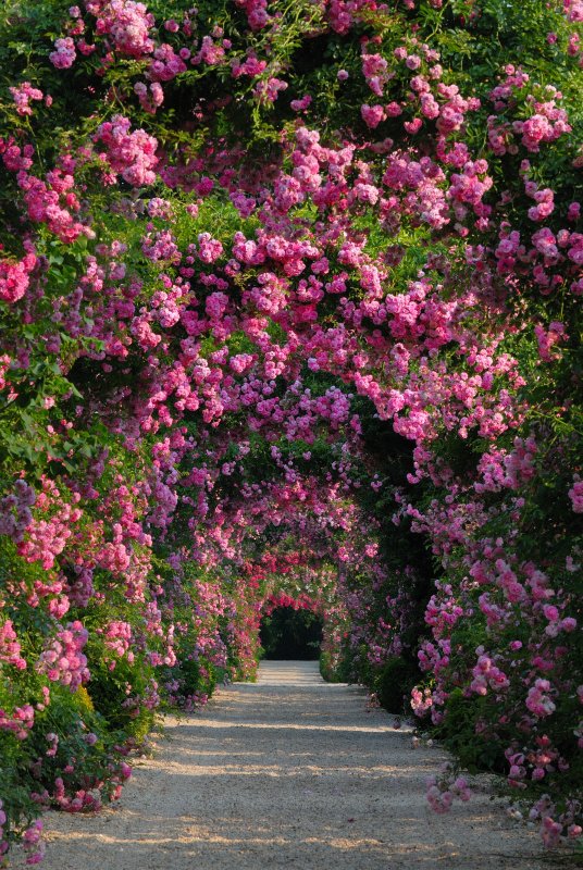 Planting Fields Arboretum