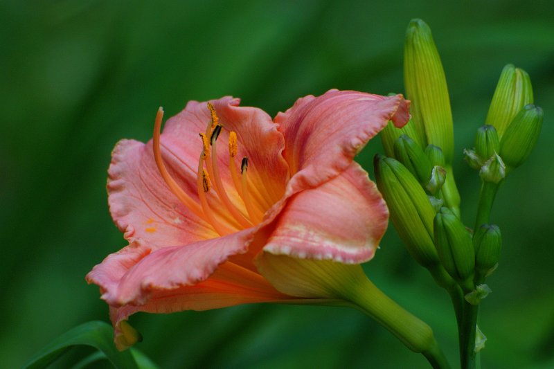 Clark Botanic Garden