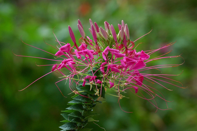 Planting Fields Arboretum