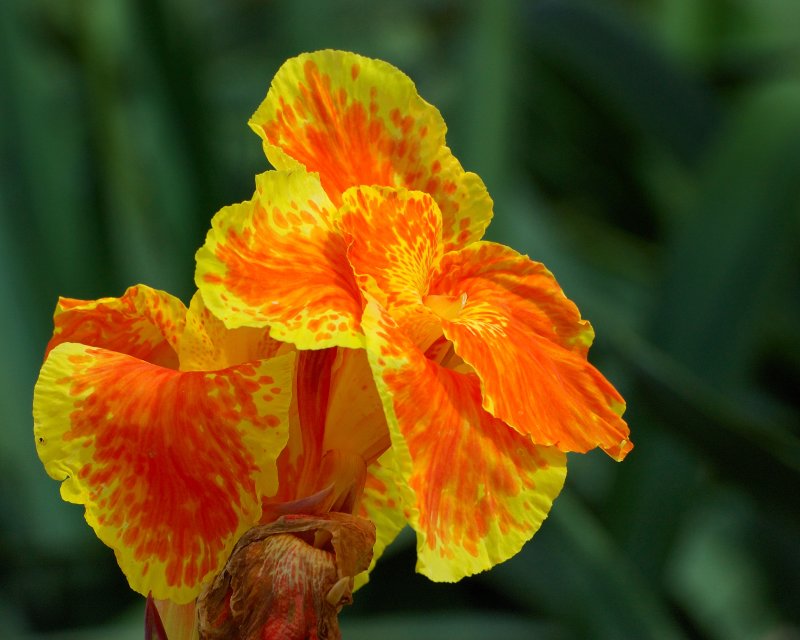http://Planting Fields Arboretum