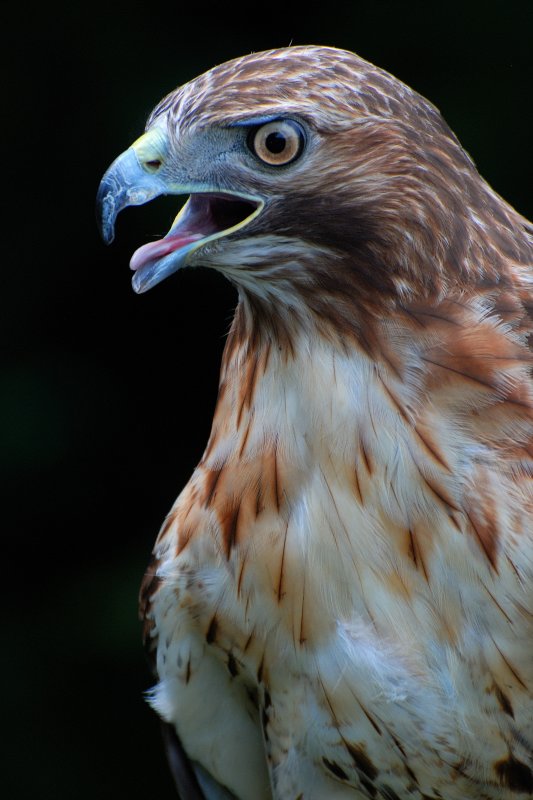 Scottish Games, Old Westbury Gardens