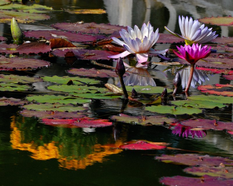 Old Westbury Gardens