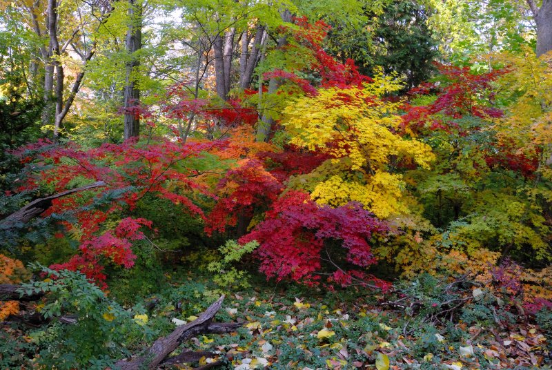 Bailey Arboretum